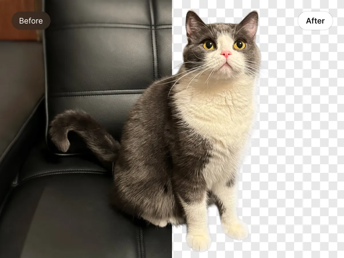 Perfect Pet Photos Without the Dull Background