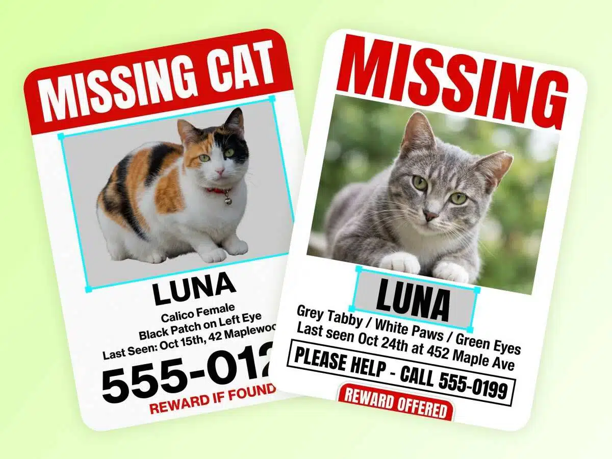 Missing cats poster