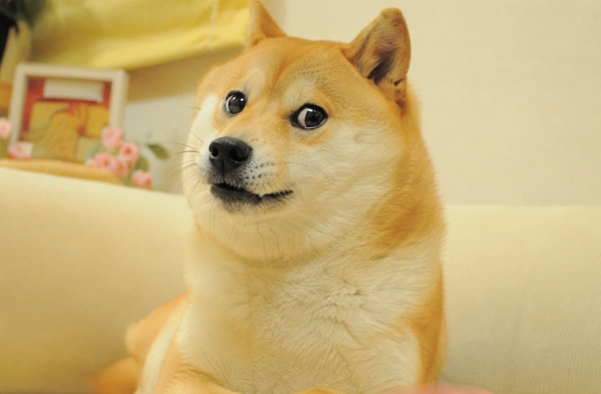 define dog memes define dog memes