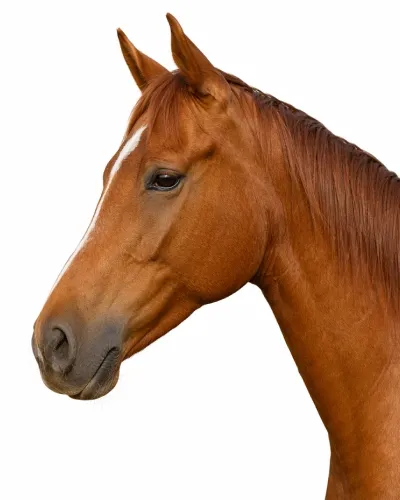 Chestnut Horse Photo
