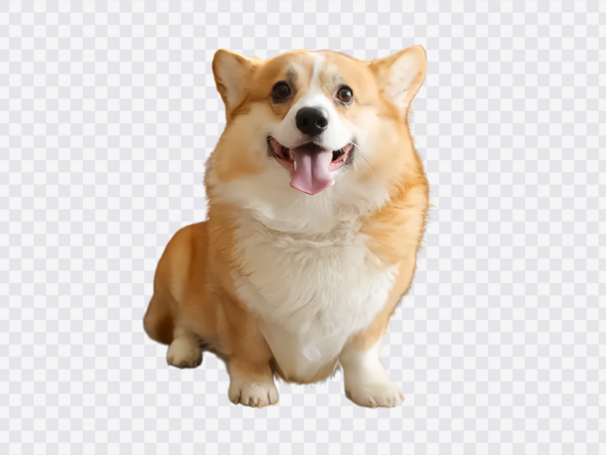 Pet Photo cutout