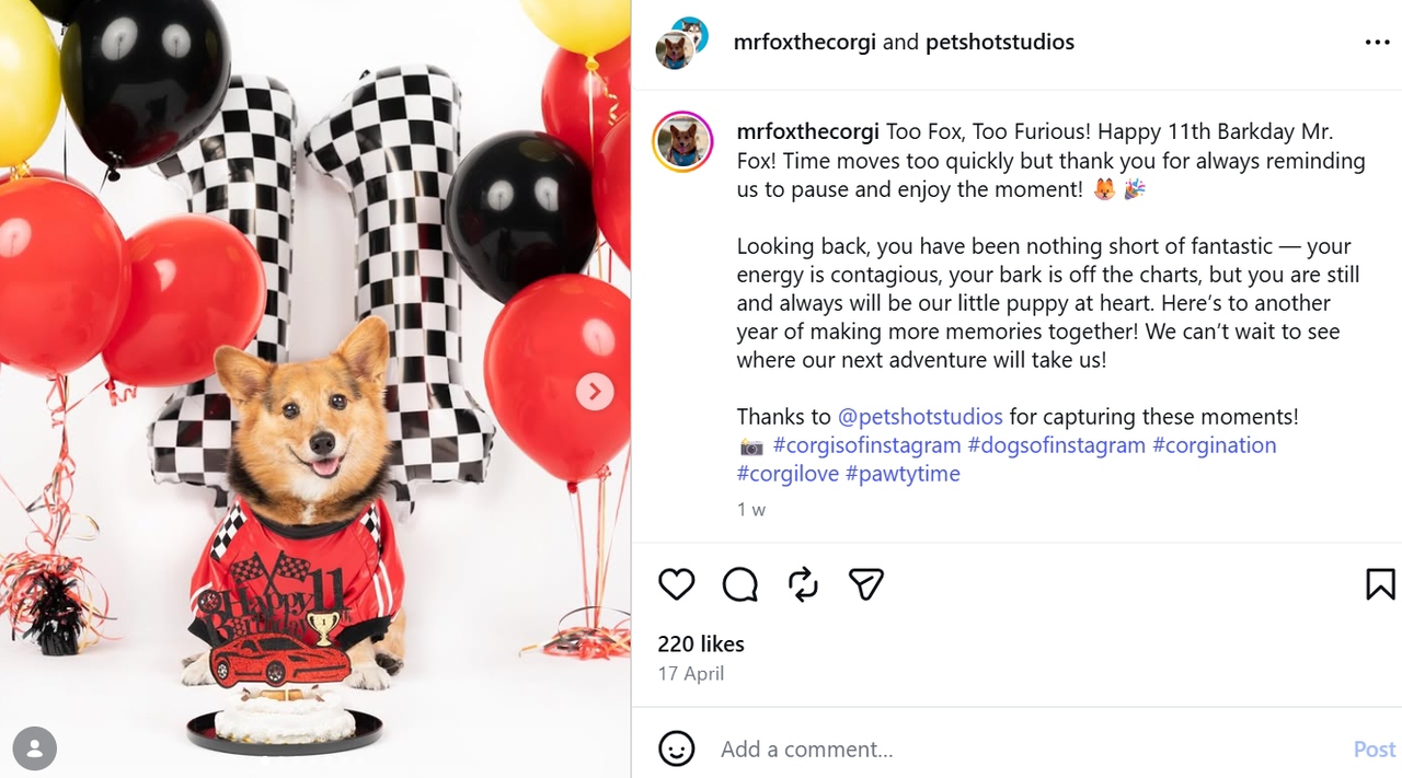 Pet or cozy lifestyle shots
